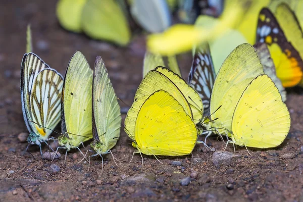 Желтые бабочки — стоковое фото