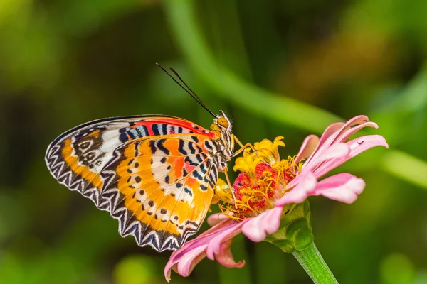 Метелик та квітка — стокове фото