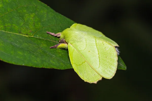 Mannelijke roseapple caterpillar nachtvlinder — Stockfoto