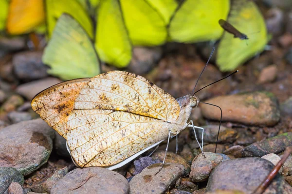 Gran mariposa punta naranja —  Fotos de Stock