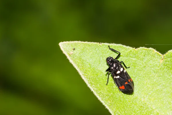 Spittle bug — Stock Photo, Image