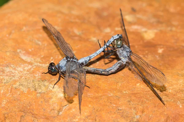 Dragonfly (Blue Marsh Hawk) mating — Stock Photo, Image