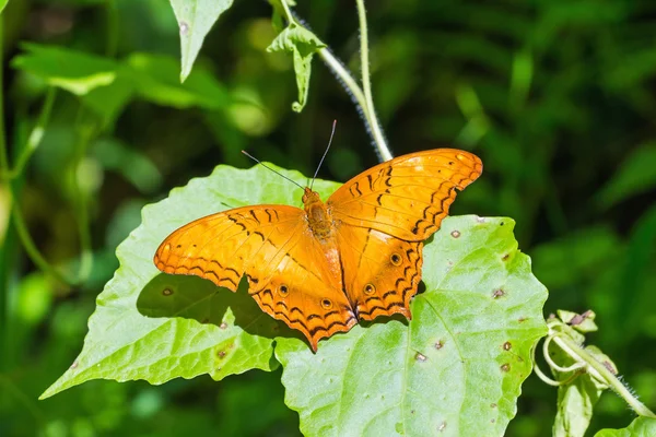 Le croiseur commun papillon — Photo