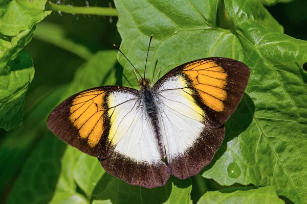 Wskazówka Yellow pomarańczowy motyl — Zdjęcie stockowe