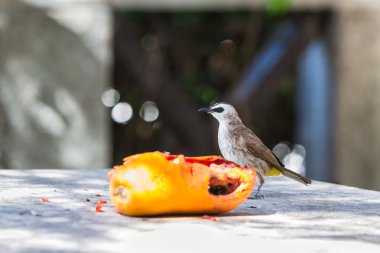 Sarı Bacalı bülbül kuşu