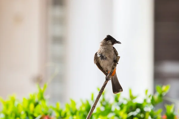 すすけた向かったヒヨドリ鳥 — ストック写真