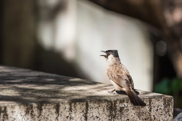 Isli başlı bülbül kuşu — Stok fotoğraf