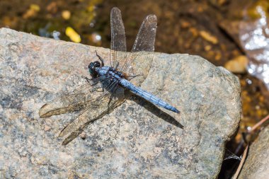 yusufçuk (mavi marsh Şahin)