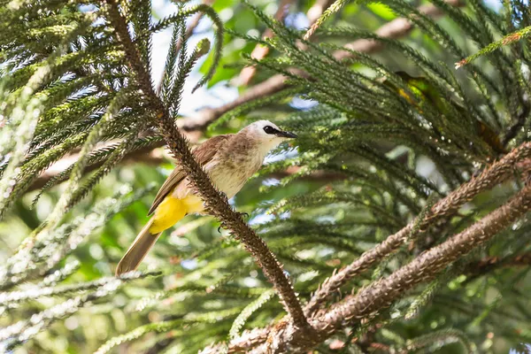 Κίτρινο-εξαεριζόμενα bulbul πουλί — Φωτογραφία Αρχείου