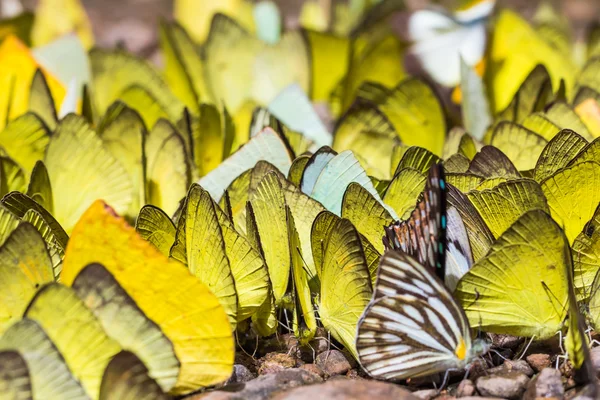 Желтые бабочки — стоковое фото