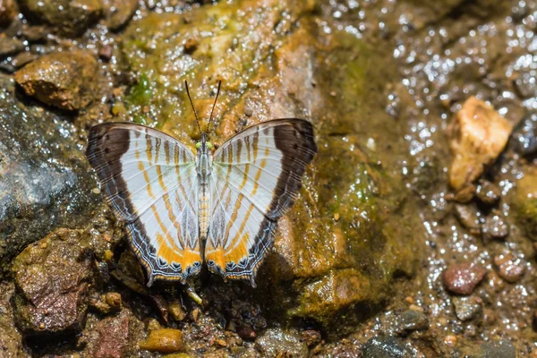 Mały motyl mapę — Zdjęcie stockowe