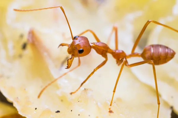 Red weaver ant — Stok Foto