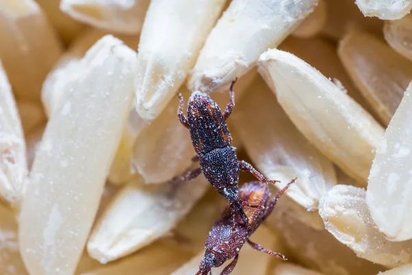 Rice weevil — Stock Photo, Image