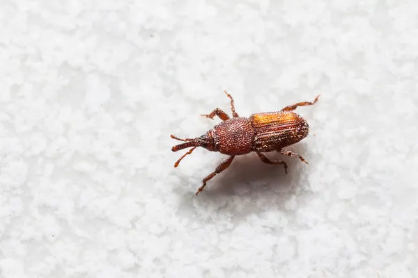 Rice weevil — Stock Photo, Image