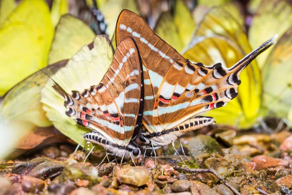 Řetěz swordtail motýl — Stock fotografie