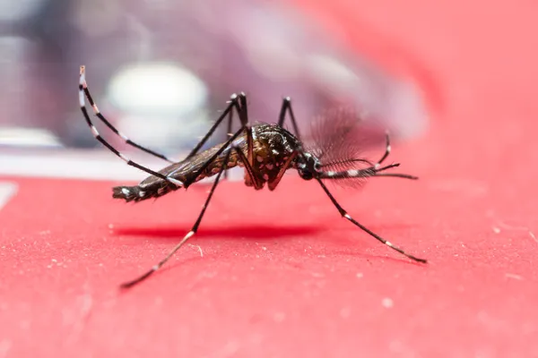 Mosquito febre amarela — Fotografia de Stock