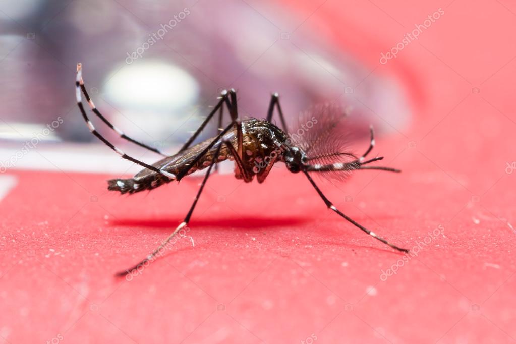 Dengue hemorrágico fotos de stock, imágenes de Dengue hemorrágico sin  royalties | Depositphotos