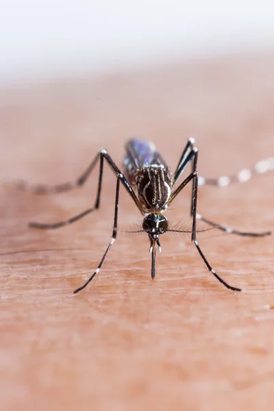 Picada de mosquito — Fotografia de Stock