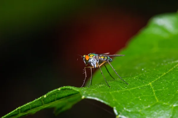 Mosca de patas largas — Foto de Stock