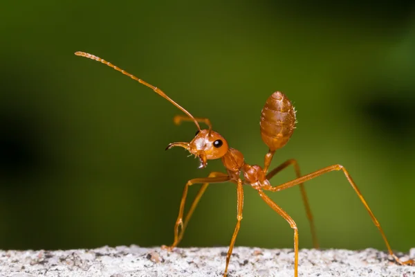 Красный плетеный муравей — стоковое фото