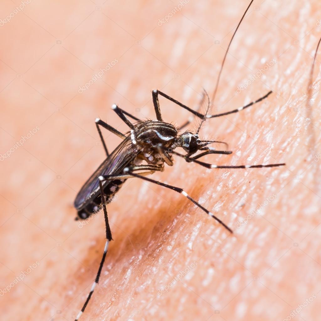 Dengue hemorrágico fotos de stock, imágenes de Dengue hemorrágico sin  royalties | Depositphotos
