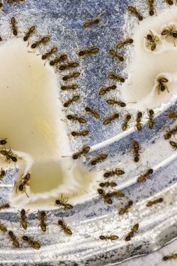 küçük ev hırsızı karıncalar