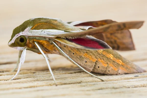 Hawkmoth Hogweed — Fotografia de Stock