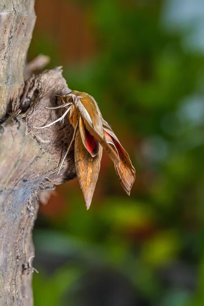 Hawkmoth Hogweed — Fotografia de Stock