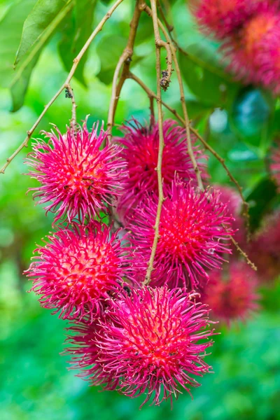 Klynge av rambutan – stockfoto