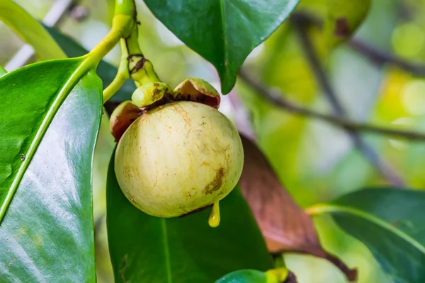 Mangostanu ovoce — Stock fotografie