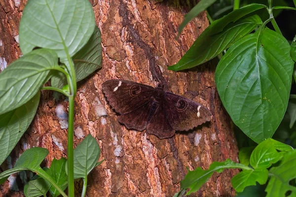 Falena di Erebus — Foto Stock