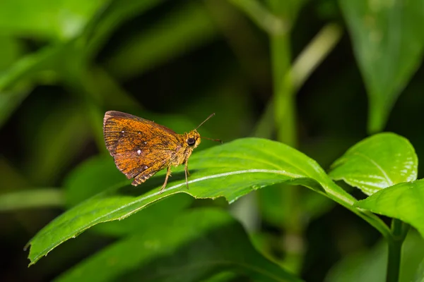 常见的板栗鲍勃蝴蝶 — 图库照片