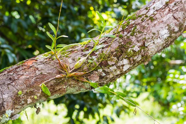 Holubí orchidej — Stock fotografie