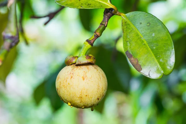 Mangostanu ovoce — Stock fotografie