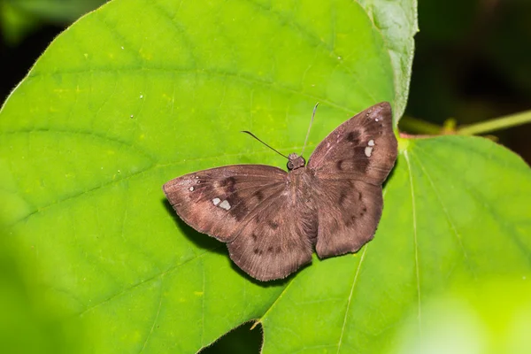 Gemeiner Schnee flacher Schmetterling — Stockfoto