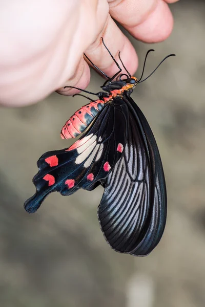Mariposa rosa común — Foto de Stock