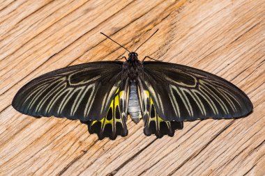 Altın birdwing kelebek