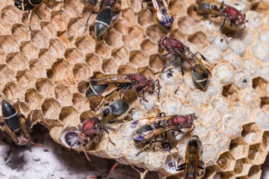 Kağıt Yaban Arısı