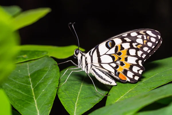 Mariposa de cal —  Fotos de Stock