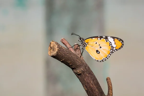 Бабочка равнинного тигра — стоковое фото