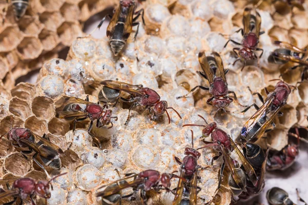 Paper wasp — Stock Photo, Image