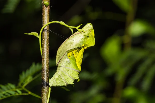 Golden birdwing butterfly pupa — Stock Photo, Image