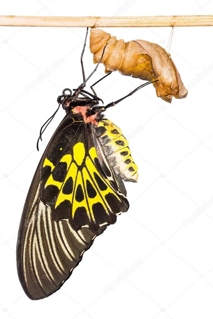 Golden birdwing butterfly