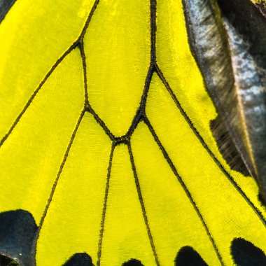 Altın birdwing kelebek kanat