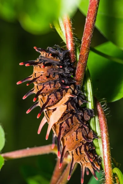 Birdwing Złoty Motyl gąsienica — Zdjęcie stockowe