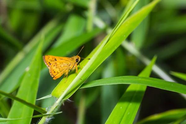 La farfalla Sikkim Dart — Foto Stock