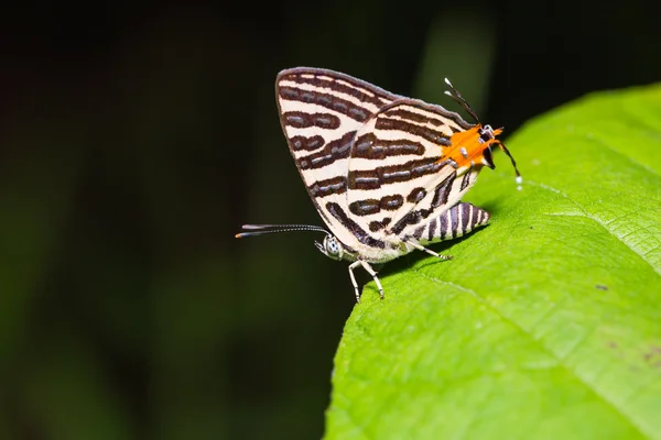 Серебристая бабочка — стоковое фото