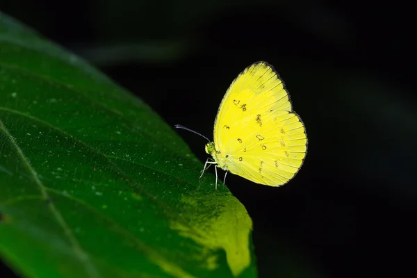 Erba farfalla gialla — Foto Stock