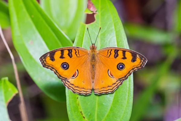 Peacock Pansy mariposa — Foto de Stock
