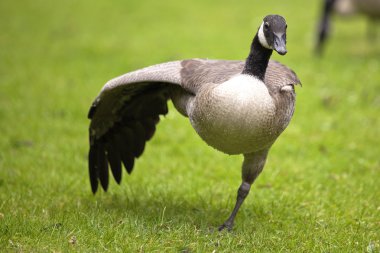 Kanada Kazı kuşlar